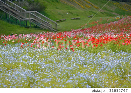 くりはま花の国ネモフィラの花 31652747