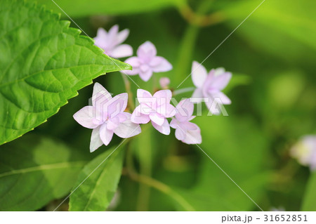 ヤマアジサイの花 31652851