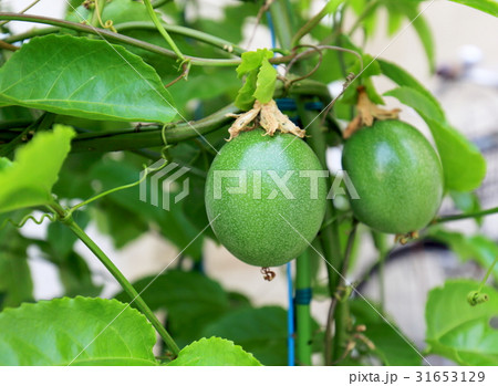 パッションフルーツ 31653129