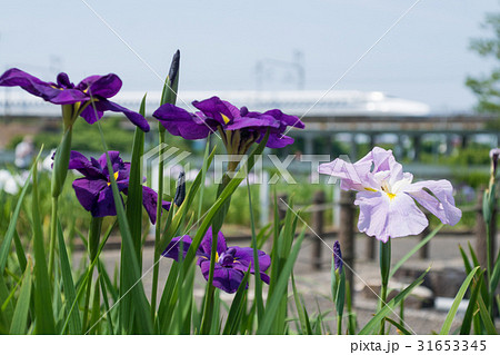 花しょうぶと東海道新幹線 花しょうぶと東海道新幹線 31653345