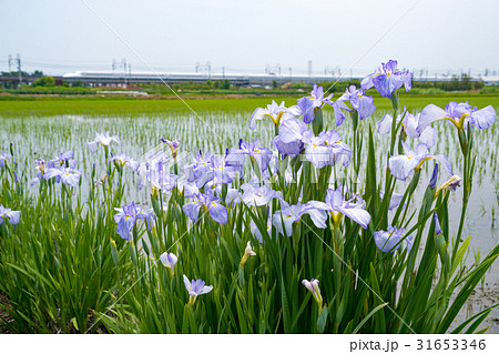 花しょうぶと東海道新幹線 花しょうぶと東海道新幹線 31653346