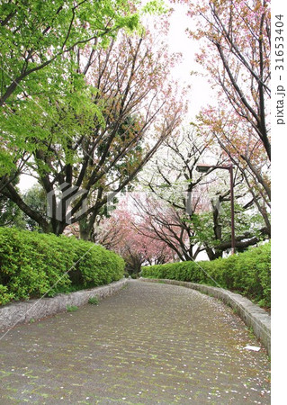 神奈川県　歩道　桜の木 31653404