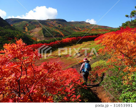 大雪山の紅葉 31653991