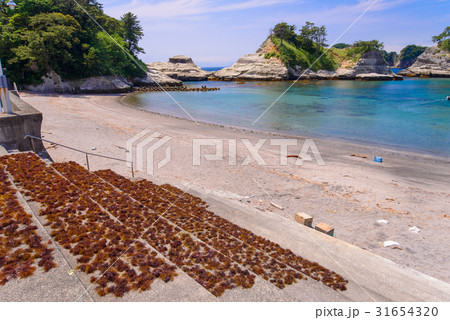 【静岡県西伊豆】仁科漁港のテングサ干し 31654320