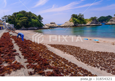 【静岡県西伊豆】仁科漁港のテングサ干し 31654321