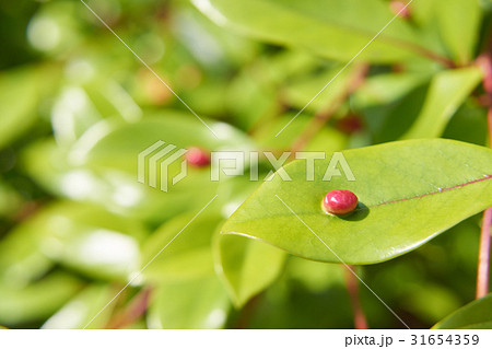 虫えい 虫えい 31654359