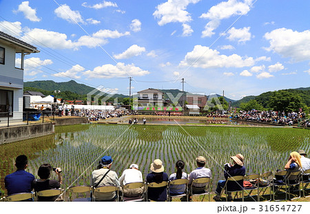 壬生の花田植 壬生の花田植 31654727