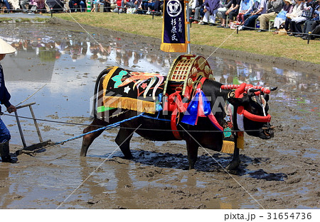 壬生の花田植 壬生の花田植 31654736