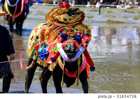壬生の花田植 壬生の花田植 31654738