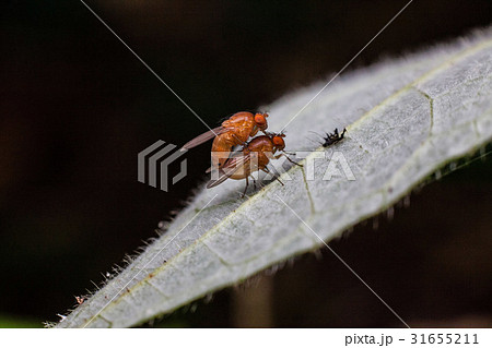 Close up view of real fruitfly in mating 31655211