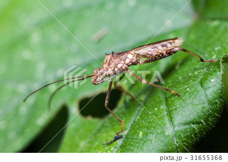 Marmorated stink bug known as Halyomorpha Halys 31655368