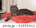 Cat, resting cat on a sofa 31655411
