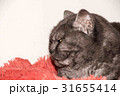 Cat, resting cat on a sofa 31655414