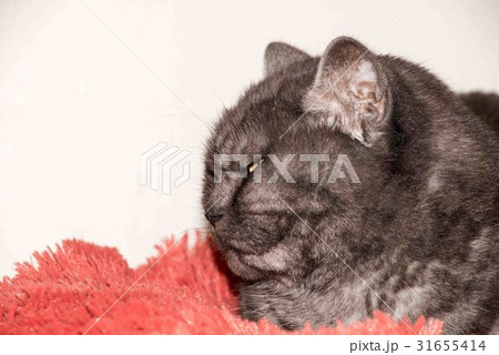 Cat, resting cat on a sofa Cat, resting cat on a sofa 31655414