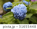 紫陽花 31655448