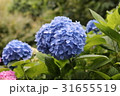 紫陽花 31655519