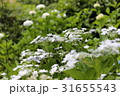 紫陽花 31655543