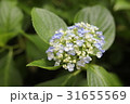紫陽花 31655569