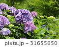 紫陽花 31655650