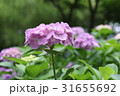 紫陽花 31655692