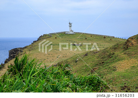 沖縄　与那国島　東崎灯台と東崎の与那国馬 31656203