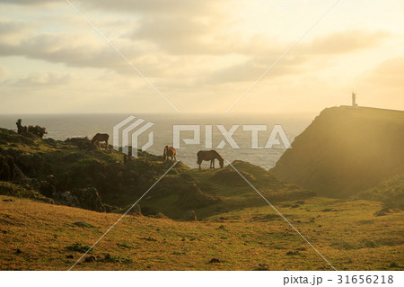 沖縄　与那国島　東崎灯台と東崎の与那国馬 31656218