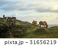 沖縄　与那国島　東崎の与那国馬 31656219