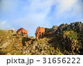 沖縄　与那国島　東崎の与那国馬 31656222