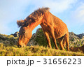 沖縄　与那国島　東崎の与那国馬 31656223