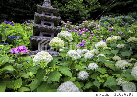 鎌倉の紫陽花 鎌倉の紫陽花 31656299
