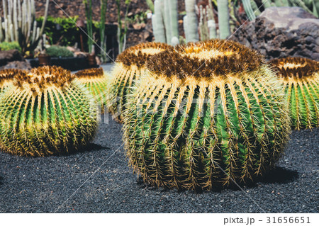 close up of Echinocactus grusonii cactus close up of Echinocactus grusonii cactus 31656651