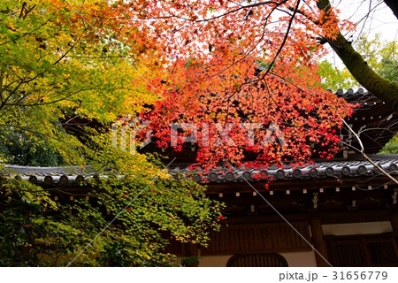 長楽寺の紅葉 31656779