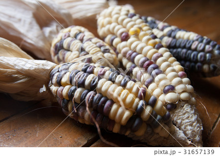 とうもろこし トウモロコシ 玉蜀黍 31657139