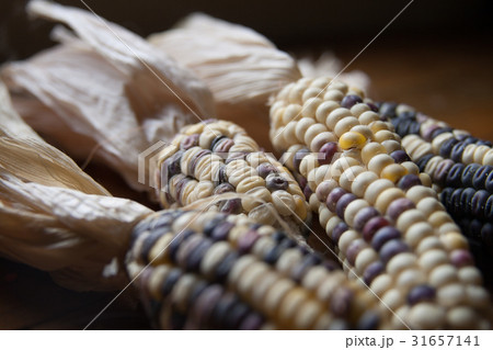 とうもろこし トウモロコシ 玉蜀黍 31657141