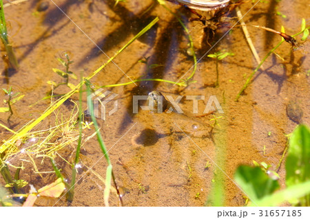 オタマジャクシ おたまじゃくし  蛙 子 泳ぐ tadpole 31657185