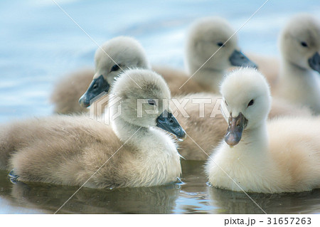 Beautiful young swans 31657263
