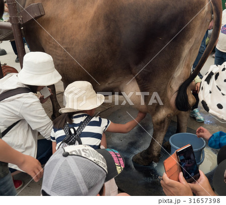 牛乳搾り体験の人々 31657398