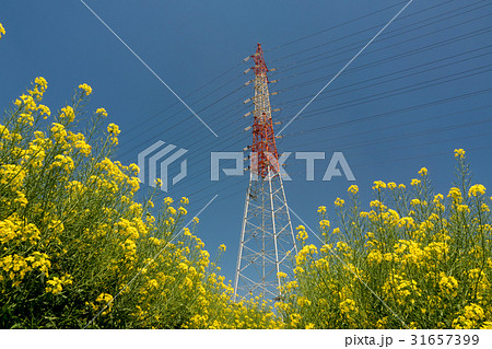 送電塔と満開の菜の花 31657399