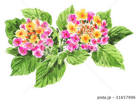 ランタナ17618pix7 31657996