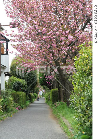 神奈川県　桜の木 31658255
