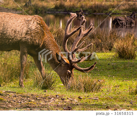 Brown deer with new horns looking for food 31658315