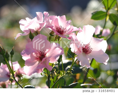 薔薇 31658401