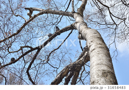 樹木：シラカンバ　カバノキ科 31658483