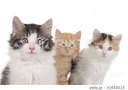 Three little kitten 31658515