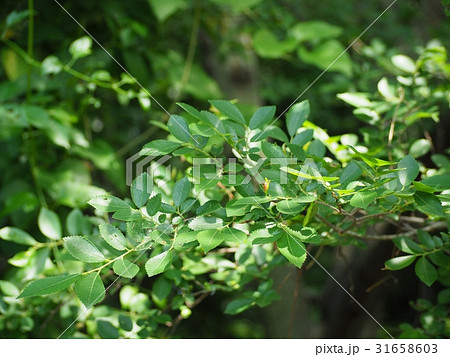 ニレの葉と蕾（ウグイスの囀り自然音入り） 31658603