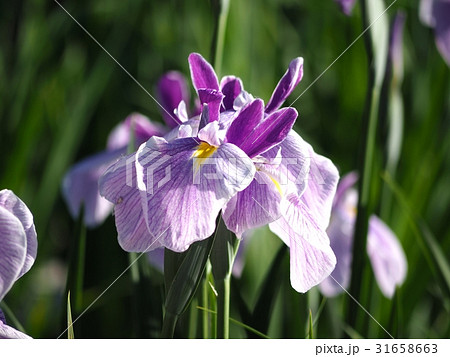 花しょうぶ 31658663