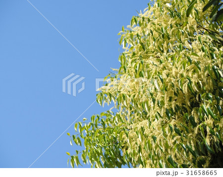 満開のスダジイの花 満開のスダジイの花 31658665