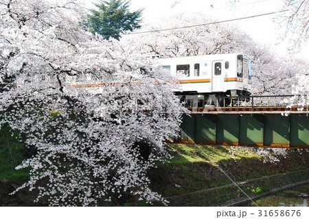 桜 鉄道 春 東海 岐阜 桜 鉄道 春 東海 岐阜 31658676