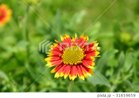 テンニンギク 野生の花 野草 31659659