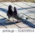 鳩 31659954